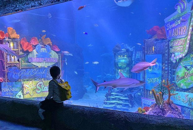  Visiting American Dream Mall in New Jersey: Sea Life Aquarium