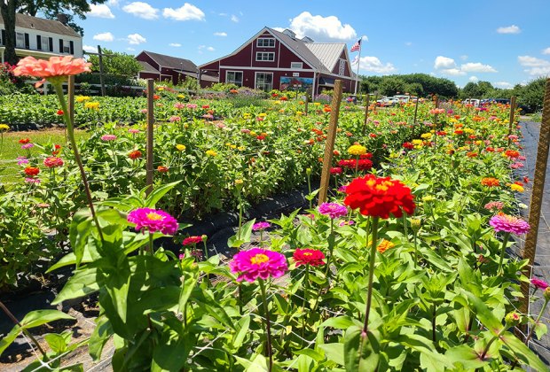 Flower farms near me: Rows of flowers at Terhune Orchards