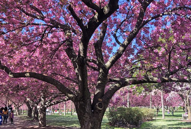 Cherry Blossoms in NYC: Brooklyn Botanical Gardens