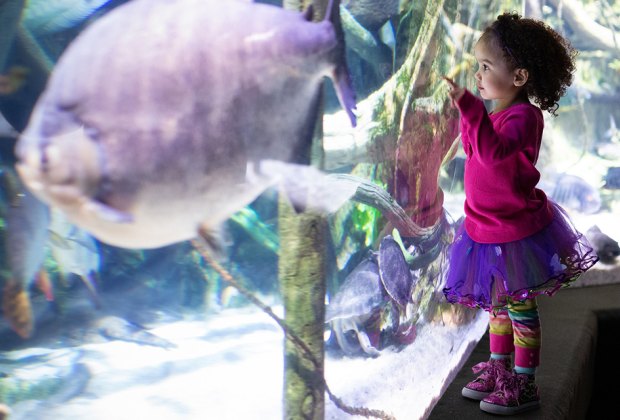 Inexpensive Winter Weekend Getaways from NYC: National Aquarium.