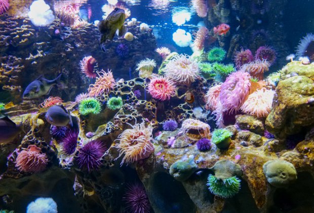 Photo of sea anemones in tank at the New England Aquarium.