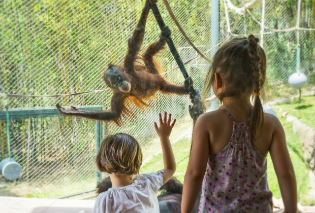 Things To Do with Preschoolers in Los Angeles: Los Angeles Zoo