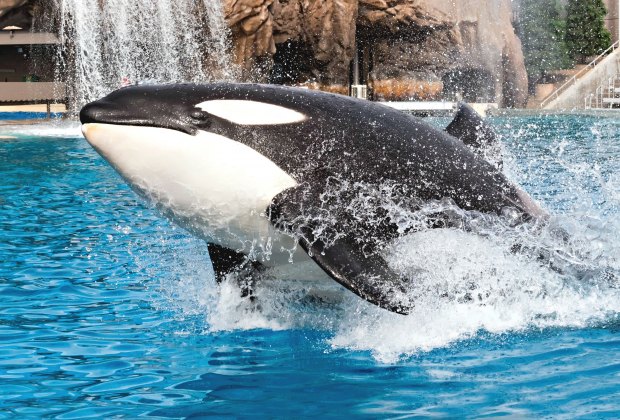 SeaWorld San Diego's New Orca Encounter: How Different Is It?
