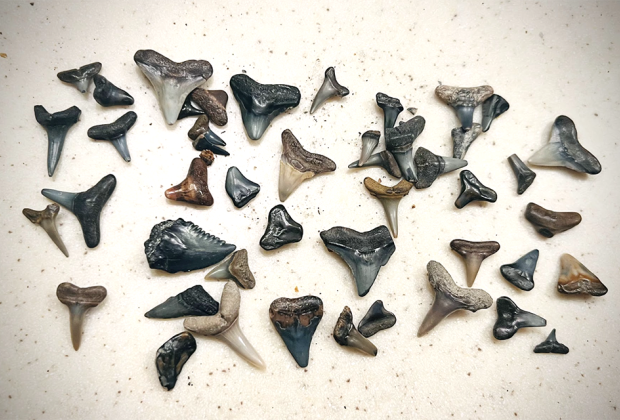 best beaches to find shark teeth in florida: shark teeth 