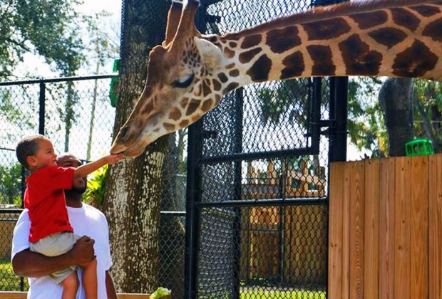 feeding giraffes at the Central Florida Zoo & Botanical Gardens 100 Things To Do in Orlando with Kids