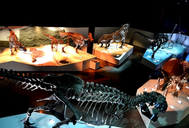 Make No Bones About It: The Morian Hall of Paleontology is an Exhibit ...