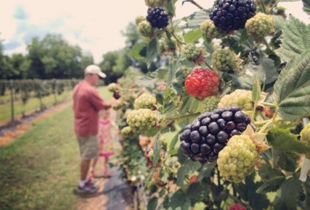 Pick Your Own Fun: Houston Farms for Fruit and Berry Picking