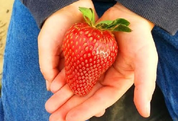 Strawberry picking kicks off the season at P-6 Farms.