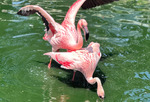 Zoo World Zoological Park's Flamingos together: Panama City Beach with Kids