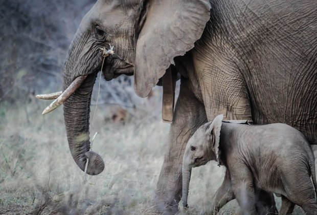 Mom and baby elephant represent actual elephant parenting!