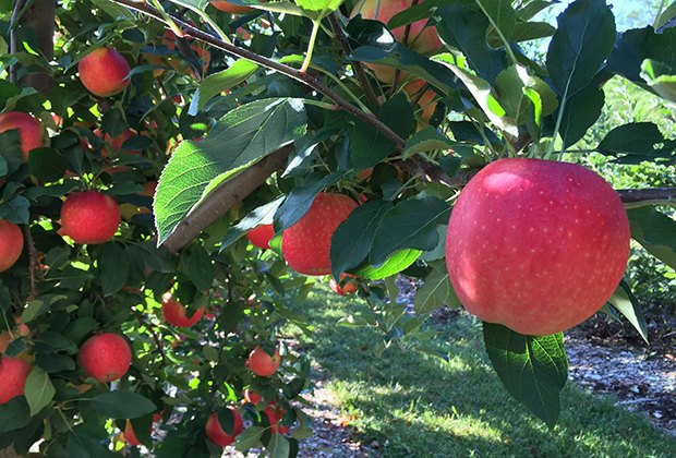 Image of apples at Parle Farms- an apple orchard near Boston.