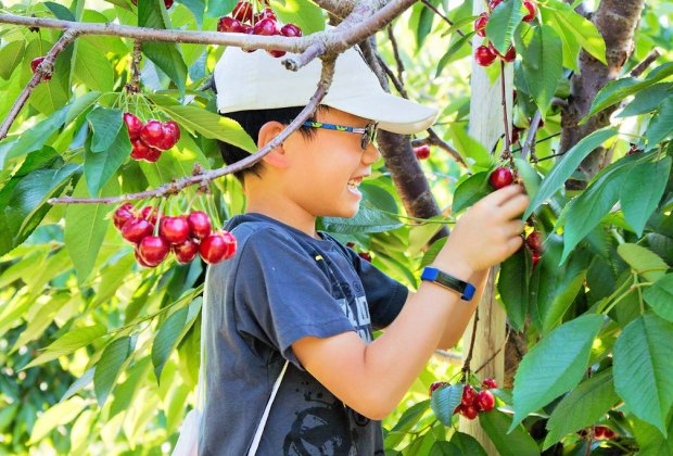 Where to Pick Peaches, Plums, Cherries, Corn, and More With Kids Near Boston Cherry pie ingredients are ripe for the picking. Photo courtesy of Parlee Farms