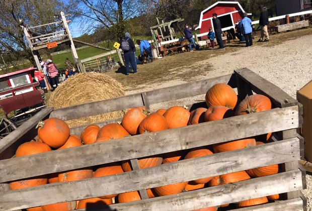 Best Pumpkin Patches For Kids Near Chicago Mommypoppins Things To Do In Chicago With Kids