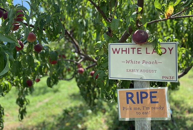 Peach picking near NYC Fishkill Farms