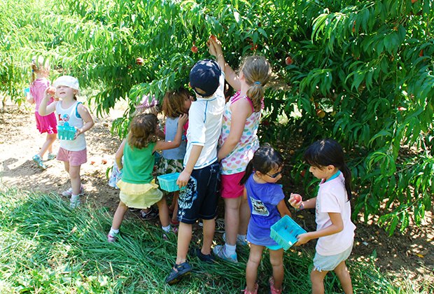 11 Spots for Peach Picking Near NYC | MommyPoppins - Things to do in ...