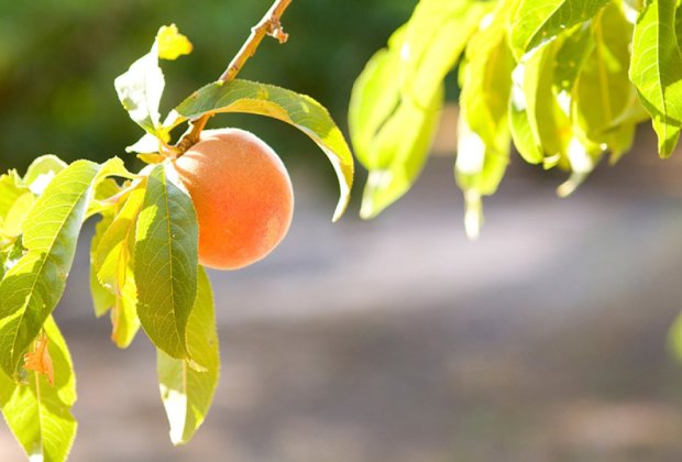 100 Fun Things To Do in Atlanta with Kids Before They Grow Up: Pearson Farm Peaches