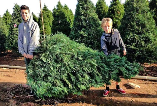 Christmas Tree Farms in Los Angeles: Pelzer Pines