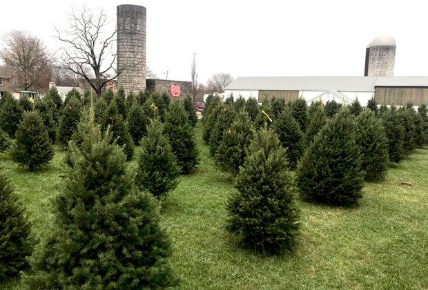 AGA Farms Christmas Trees