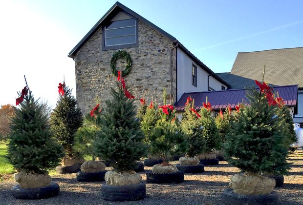 McArdle's Holiday Tree Farm Field of Christmas trees