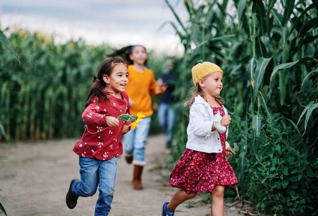 Philly corn mazes Johnson's Corner Farm.