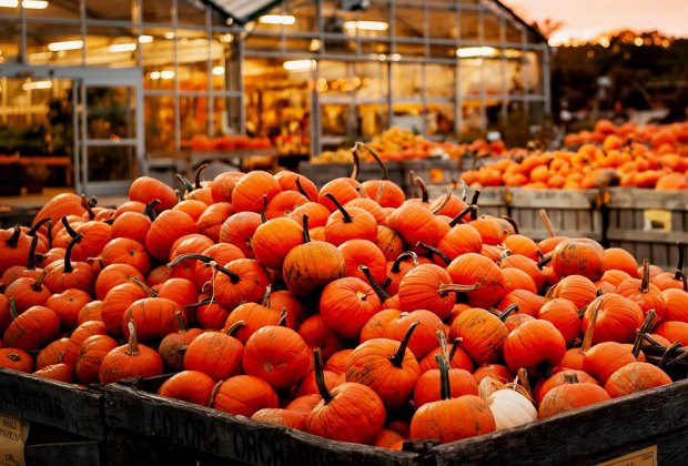 Linvilla Orchards 