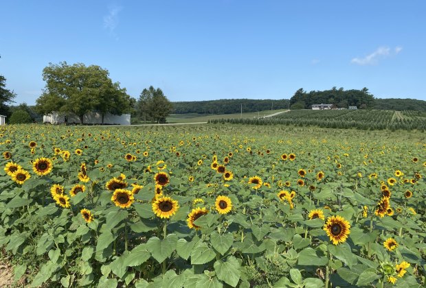 Sunflowers at Yenser's Tree Farm 