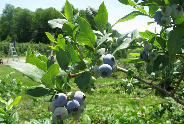 blueberry orchard