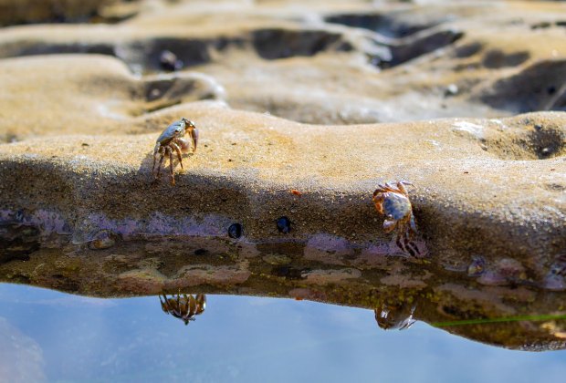 sunnylife crab pool