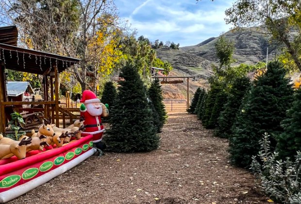 Christmas Tree Farms in Los Angeles: Greenspot Farms