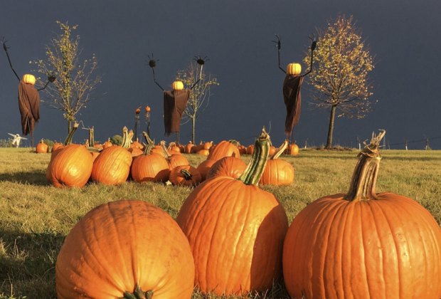 Best Pumpkin Patches Near Chicago