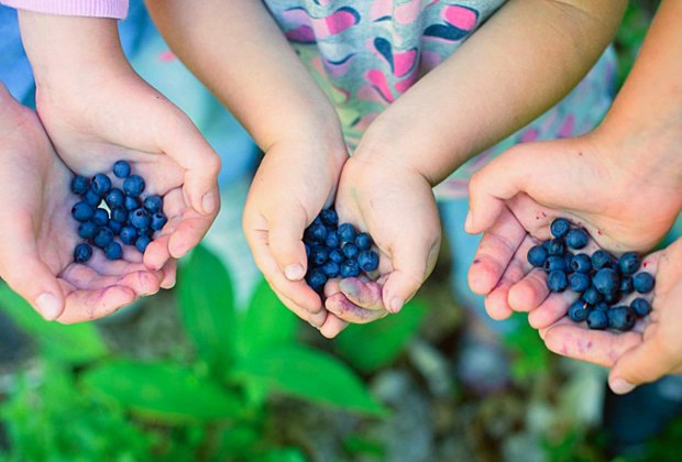 Photo of hands holding berries - Berry Picking and Peach Picking at Connecticut Farms