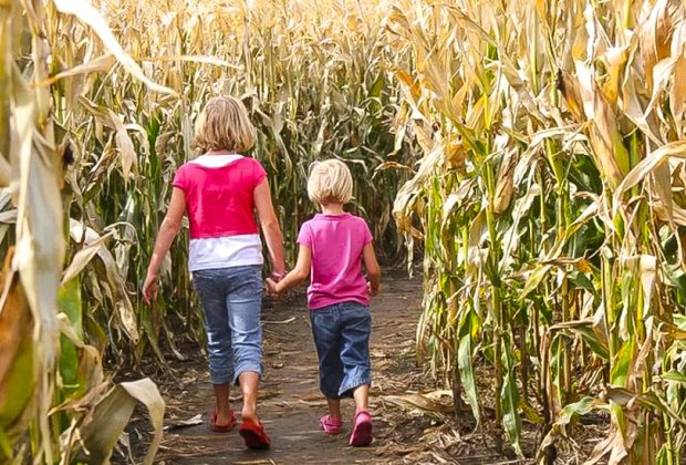 Montpelier Farms Corn Maze