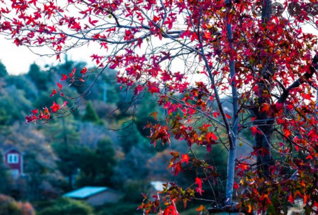  Fall Foliage near Los Angeles: Fall leaves in Julian