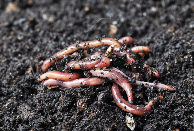 Earthworms