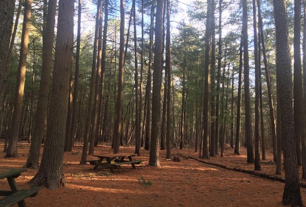 picnic tables and camping space in pine barrens