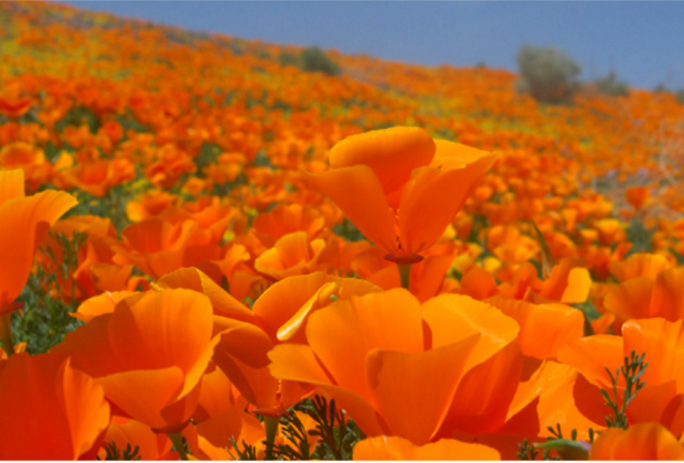 California Poppy Festival | MommyPoppins - Things to do in Los Angeles