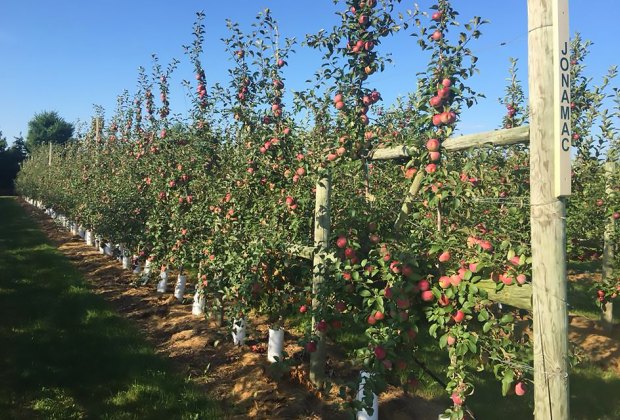 Best Orchards For Apple Picking With Kids Near Chicago | MommyPoppins ...