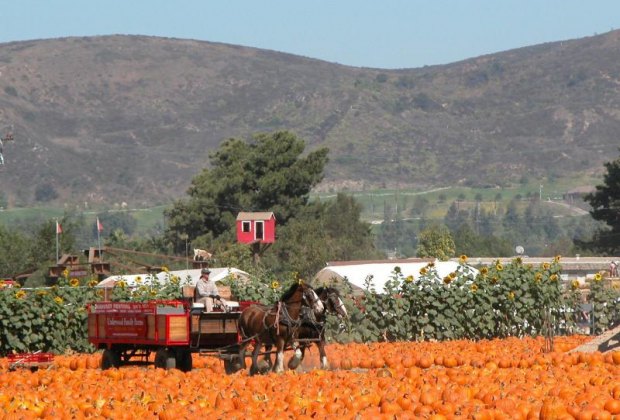 Underwood Family Farms' 22nd Annual Fall Harvest Festival