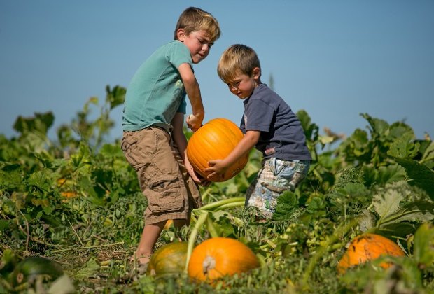 Corn Maze, Apple Picking, and More Farm Fun at Lyman Orchards