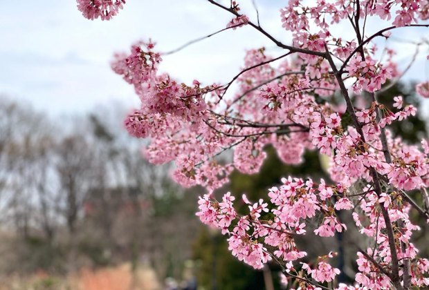 Cherry blossoms in NYC: Queens Botanical Garden