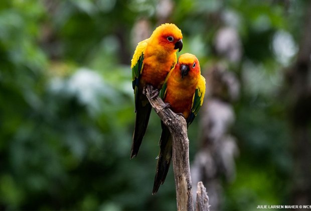 Conures mug for the camera in the Queens Zoo aviary