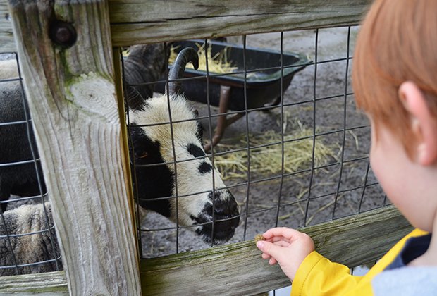 Kids feed goats at the Queens Zoo