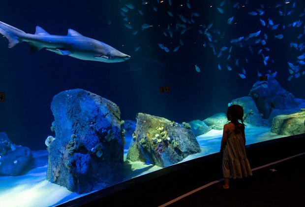 The Best Zoos and Aquariums in NYC - Rainy Day Nyc New York Aquarium Julie Larsen Maher 0