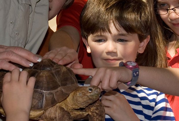 My Reptile Guys, birthday party entertainer in Houston