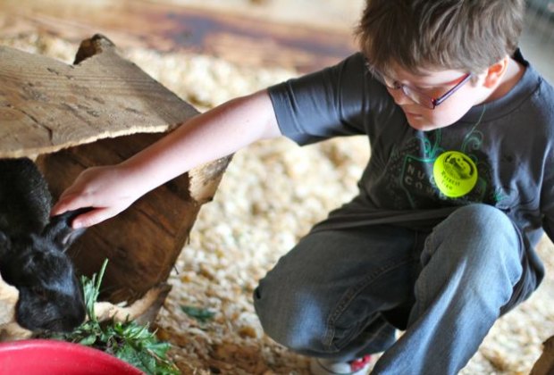 Brattleboro Vermont With Kids The Best Things To Do Restaurants Petting The Bunnies At Retreat Farm