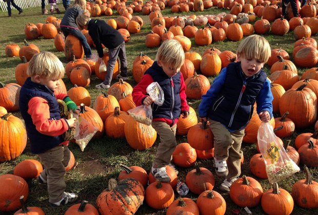 Best Pumpkin Patches Near Chicago