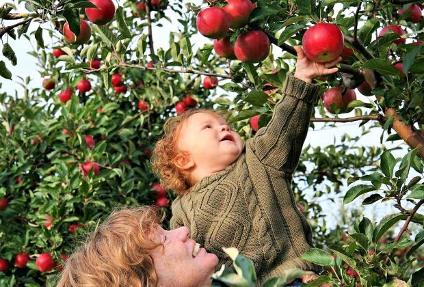 Image of mother and child apple picking in Connecticut