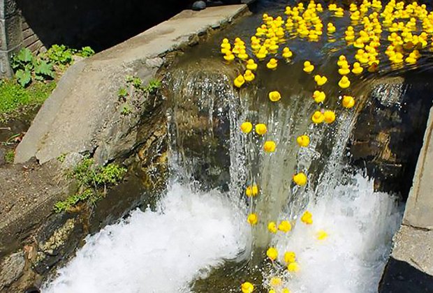 Rubber Ducky Derby Day Ducks go over a waterfall