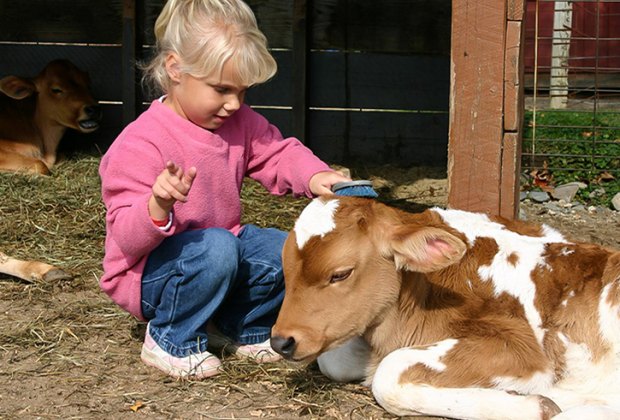 Image of preschooler at a petting zoo farm near Boston