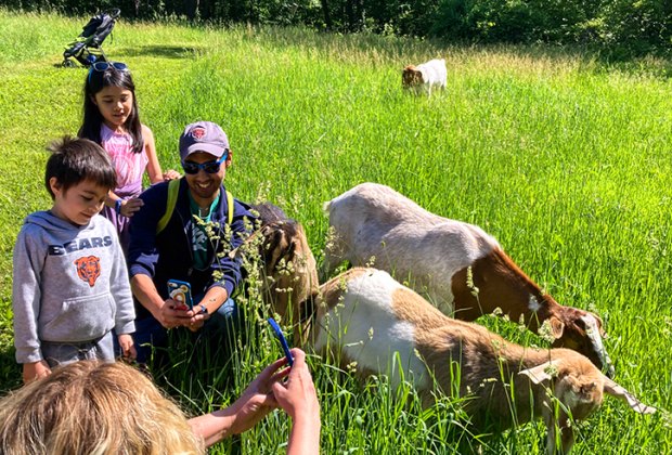 fun with goats in Galena Illinois